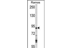 Western blot analysis of hHPK1- (ABIN392502 and ABIN2842070) in Ramos cell line lysates (35 μg/lane). (MAP4K1 抗体  (C-Term))