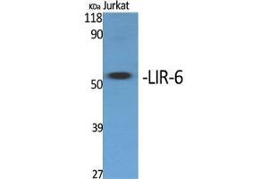 Western Blot (WB) analysis of specific cells using LIR-6 Polyclonal Antibody.