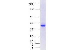 Western Blotting (WB) image for serpin Peptidase Inhibitor, Clade A (Alpha-1 Antiproteinase, Antitrypsin), Member 1 (SERPINA1) (Transcript Variant 1) protein (Myc-DYKDDDDK Tag) (ABIN2714593)