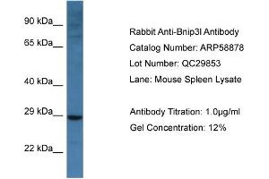 Western Blotting (WB) image for anti-BCL2/adenovirus E1B 19kDa Interacting Protein 3-Like (BNIP3L) (Middle Region) antibody (ABIN2787863) (BNIP3L/NIX 抗体  (Middle Region))