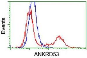 HEK293T cells transfected with either RC206701 overexpress plasmid (Red) or empty vector control plasmid (Blue) were immunostained by anti-ANKRD53 antibody (ABIN2454355), and then analyzed by flow cytometry. (ANKRD53 抗体  (AA 1-300))