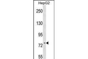 RRN3 Antibody (Center) (ABIN1538230 and ABIN2848936) western blot analysis in HepG2 cell line lysates (35 μg/lane). (RRN3 抗体  (AA 277-305))