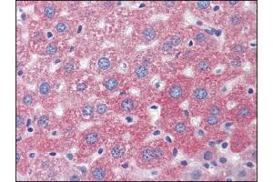 Image no. 1 for anti-Lysosomal-Associated Membrane Protein 1 (LAMP1) (Center) antibody (ABIN303277) (LAMP1 抗体  (Center))