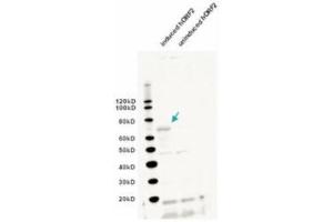 Western blot using  IgY fraction of anti-L1/ORF2 antibody shows detection of induced bacterially expressed human ORF2 (left lane). (L1/ORF2 (Internal Region) 抗体)
