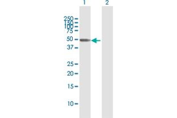 Septin 10 anticorps  (AA 1-454)