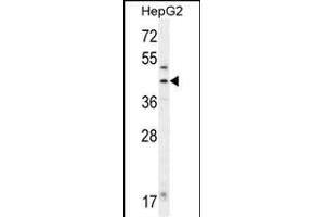 FAH Antibody (N-term) (ABIN655906 and ABIN2845306) western blot analysis in HepG2 cell line lysates (35 μg/lane). (FAH 抗体  (N-Term))