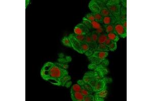 Immunofluorescence Analysis of MeOH-fixed MCF-7 cells. (Cytokeratin 19 抗体)