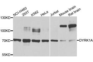 Western blot analysis of extracts of various cell lines, using DYRK1A antibody. (DYRK1A 抗体)