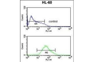 ADCY8 Antibody (Center) (ABIN652804 and ABIN2842527) flow cytometric analysis of HL-60 cells (bottom histogram) compared to a negative control cell (top histogram). (ADCY8 抗体  (AA 946-972))