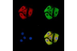 ABIN7096337 and ABIN7100399 staining Hela cells by IF/ICC. (Multimerin 1 抗体)