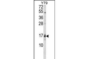 Western blot analysis of GADD45A Antibody (C-term) (ABIN650724 and ABIN2839408) in Y79 cell line lysates (35 μg/lane). (GADD45A 抗体  (C-Term))
