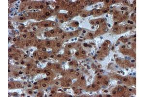 Image no. 1 for anti-Proteasome Subunit alpha 6 (PSMA6) antibody (ABIN1500464) (PSMA6 抗体)