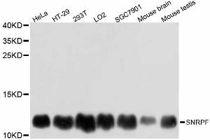 Western blot analysis of extracts of various cell lines, using SNRPF antibody. (SNRPF 抗体)