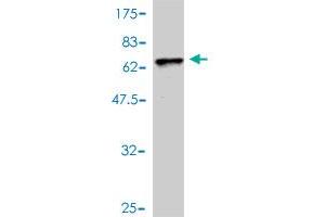 Western Blot detection against Immunogen (55. (Cardiac Troponin T2 抗体  (AA 1-268))