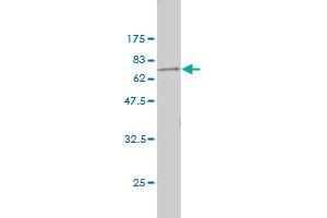 Western Blot detection against Immunogen (64. (Parvin, beta 抗体  (AA 1-350))
