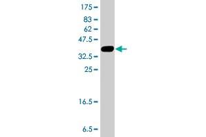Western Blot detection against Immunogen (38. (TRIO 抗体  (AA 1961-2070))