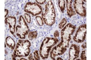 Immunohistochemistry (IHC) image for anti-Amylase, alpha 2B (Pancreatic) (AMY2B) antibody (ABIN2715975) (AMY2B 抗体)