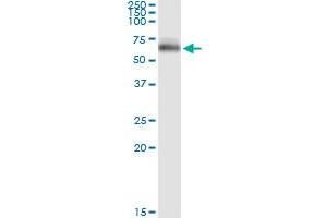 Immunoprecipitation of OCLN transfected lysate using anti-OCLN MaxPab rabbit polyclonal antibody and Protein A Magnetic Bead , and immunoblotted with OCLN purified MaxPab mouse polyclonal antibody (B01P) . (Occludin 抗体  (AA 1-522))