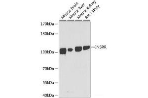 Western blot analysis of extracts of various cell lines using INSRR Polyclonal Antibody at dilution of 1:1000.