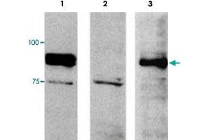 Western blot analysis of extracts from NIH/3T3 (mouse, lane 1), 3Y1E (rat lane 2) and DU145 (human lane 3) cells using FAM129B polyclonal antibody .
