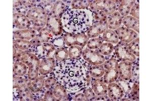 Expression of KCNK13 in rat kidney - Immunohistochemical staining in paraffin-embedded sections of rat kidney using Anti-KCNK13 (THIK-1) (extracellular) Antibody (ABIN7043444, ABIN7045019 and ABIN7045020), (1:50). (KCNK13 抗体  (Extracellular))