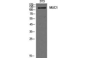 Western Blot (WB) analysis of NIH-3T3 cells using Mucin 1 Polyclonal Antibody. (MUC1 抗体  (Internal Region))