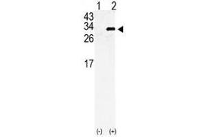 Image no. 1 for anti-Gap Junction Protein, beta 6, 30kDa (GJB6) (AA 95-124), (N-Term) antibody (ABIN357095)