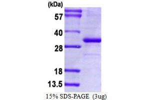 Image no. 1 for CD274 (PD-L1) (AA 19-238) protein (His tag) (ABIN6386958)
