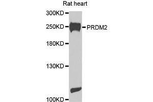 Western blot analysis of extracts of rat heart cells, using PRDM2 antibody. (PRDM2 抗体)