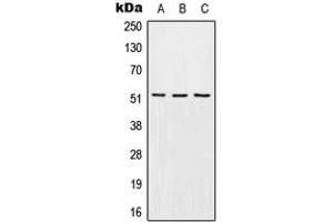 Western blot analysis of EDG6 expression in HEK293T (A), mouse liver (B), H9C2 (C) whole cell lysates. (S1PR4 抗体  (Center))