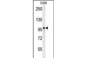 P1S Antibody (Center) (ABIN651956 and ABIN2840474) western blot analysis in CEM cell line lysates (35 μg/lane). (MAP1S 抗体  (AA 493-520))