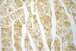 Immunohistochemistry was performed on paraffin-embedded mouse heart using caveolin 3 antibody (ABIN7797947), 1:200).