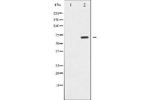 Western blot analysis of Shc phosphorylation expression in EGF treated 293 whole cell lysates,The lane on the left is treated with the antigen-specific peptide.