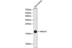 Western blot analysis of extracts of Rat kidney using HMGA1 Polyclonal Antibody at dilution of 1:3000. (HMGA1 抗体)