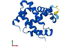 AlphaFold protein structure predicition of Human Recombinant HBM Protein, UniprotID Q6B0K9 (Hemoglobin, mu Protein (AA 1-141) (His tag))