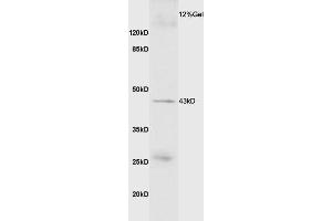 Mouse skeletal muscle lysate probed with Anti GDF8/MSTN Polyclonal Antibody, Unconjugated (ABIN674469) at 1:200 overnight at 4 °C. (MSTN 抗体  (AA 281-375))