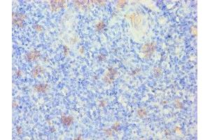Immunohistochemistry of paraffin-embedded human tonsil tissue using ABIN7157384 at dilution of 1:100