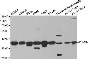 Western Blotting (WB) image for anti-Proteasome (Prosome, Macropain) 26S Subunit, Non-ATPase, 7 (PSMD7) antibody (ABIN1876544) (PSMD7 抗体)