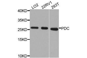 Western blot analysis of extracts of various cell lines, using PDC antibody. (Phosducin 抗体  (AA 1-246))