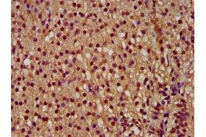 IHC image of ABIN7166863 diluted at 1:300 and staining in paraffin-embedded human adrenal gland tissue performed on a Leica BondTM system. (PYGO2 抗体  (AA 175-325))