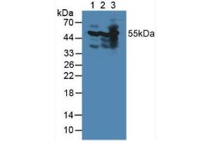 Western blot analysis of (1) Mouse Heart Tissue, (2) Mouse Brain Tissue and (3) Mouse Kidney Tissue.