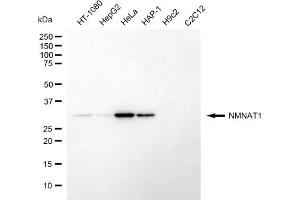 Western blotting analysis using NMNAT1 antibody (ABIN7799594). (NMNAT1 抗体)