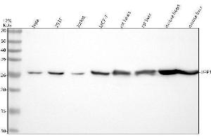 Western blot analysis of UPP1 using anti-UPP1 antibody (ABIN7606651).