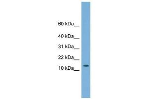 CHCHD1 antibody used at 1 ug/ml to detect target protein. (CHCHD1 抗体  (N-Term))