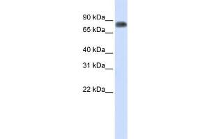 WB Suggested Anti-MST1 Antibody Titration:  0.