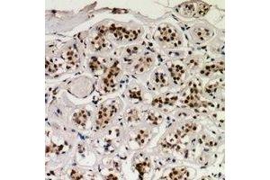 Immunohistochemistry (IHC) image for anti-cAMP Responsive Element Binding Protein 1 (CREB1) (pSer129) antibody (ABIN7303568)