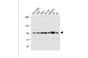 Western Blotting (WB) image for anti-ATP-Binding Cassette, Sub-Family F (GCN20), Member 1 (ABCF1) (AA 687-716), (C-Term) antibody (ABIN653226)