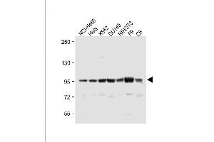 All lanes : Anti-ABCF1 Antibody (C-term) at 1:1000 dilution Lane 1: NCI- whole cell lysate Lane 2: Hela whole cell lysate Lane 3: K562 whole cell lysate Lane 4: D whole cell lysate Lane 5: NIH/3T3 whole cell lysate Lane 6: F9 whole cell lysate Lane 7: C6 whole cell lysate Lysates/proteins at 20 μg per lane. (ABCF1 抗体  (C-Term))