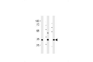 RAT Cgref1 Antibody (C-term) (ABIN1881716 and ABIN2843443) western blot analysis in rat liver,stomach and testis tissue lysates (35 μg/lane). (CGREF1 抗体  (C-Term))