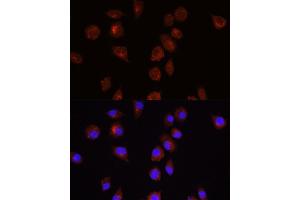 Immunofluorescence analysis of L929 cells using  antibody (ABIN6127334, ABIN6136734, ABIN6136739 and ABIN6221182) at dilution of 1:100. (AKT1 抗体  (AA 1-150))